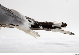 Common gull Larus Canus tail 0004.jpg